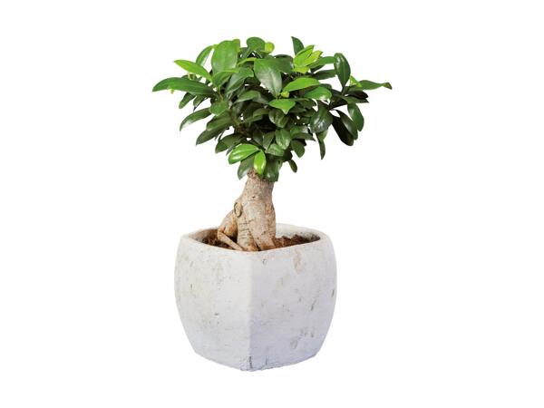 Ficus Ginseng i keramik