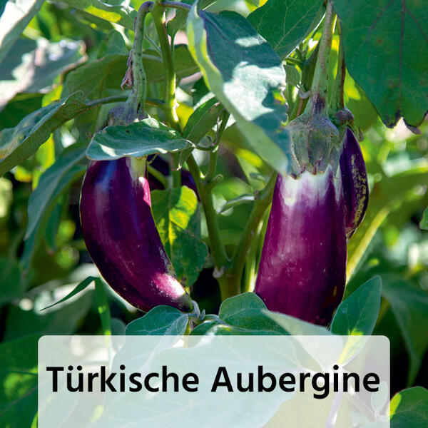 Fruchtgemüse / Tomaten "Gartenperle"