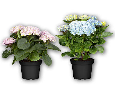 Hortensie Magical