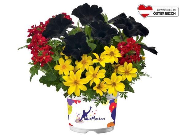 Pflanzkombination, 3-färbig „Sunny Black"