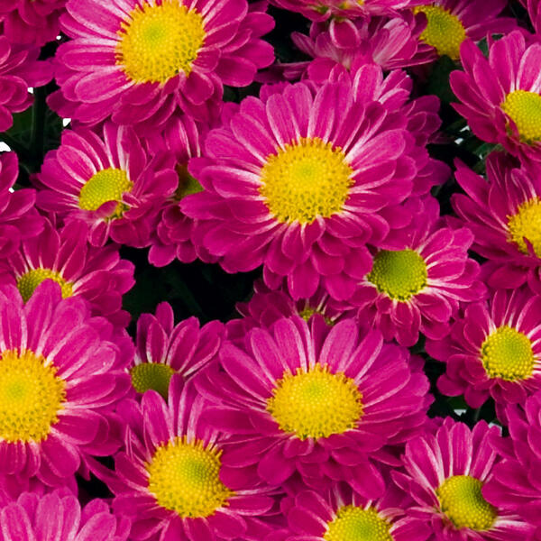 Chrysantheme "Swifty"
