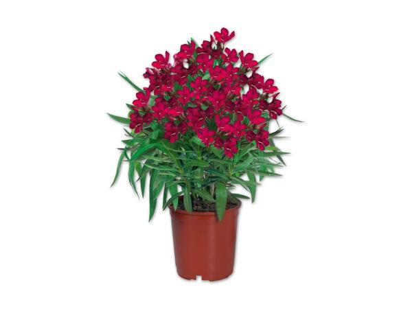 Oleander