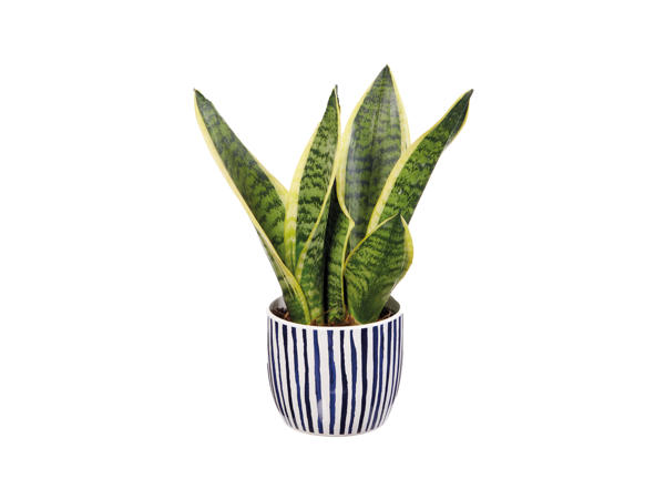 Green Plants in Ceramic1