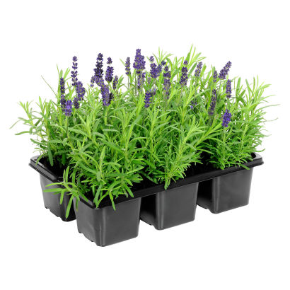 Lavendel