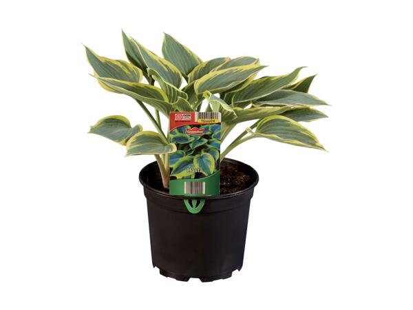 Hosta