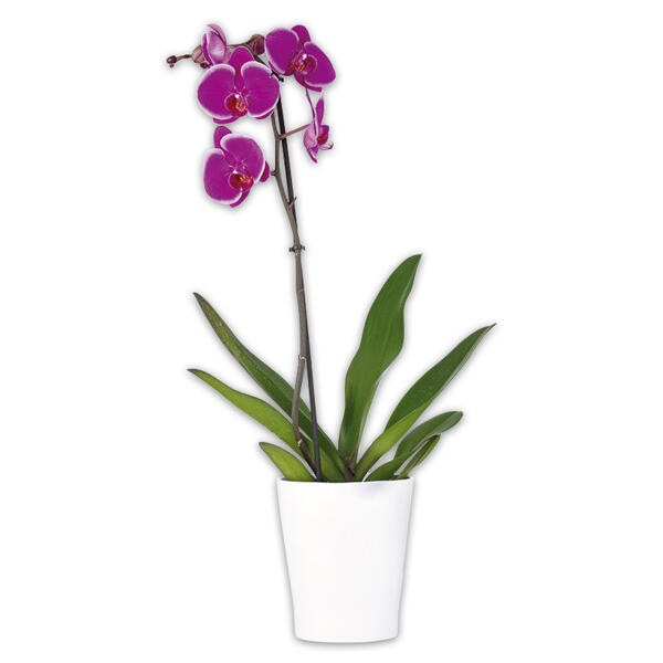 Orchidee Phalaenopsis