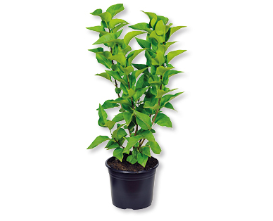 Gartenflieder