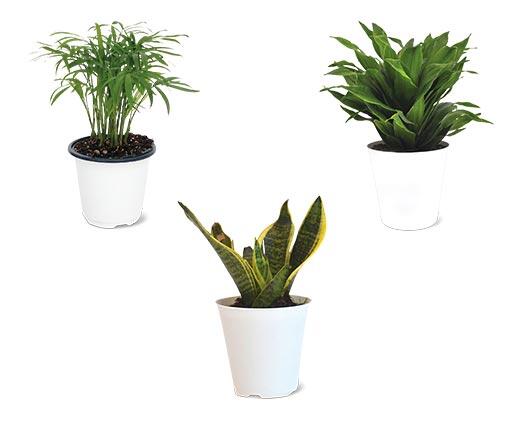 4" Foliage Assorted Varieties