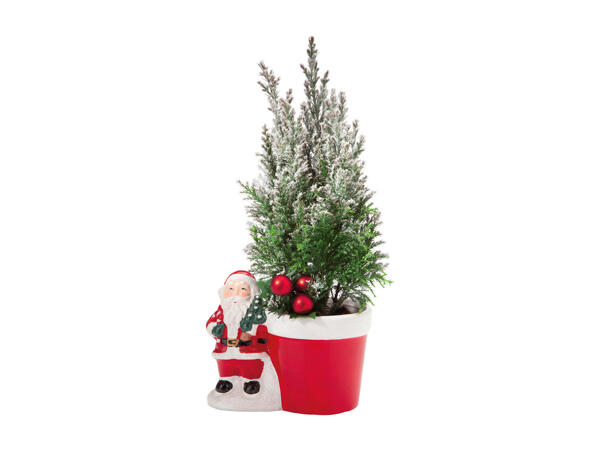 Father Christmas with Conifer