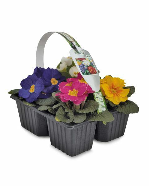 Irish Grown Primrose 4 Pack