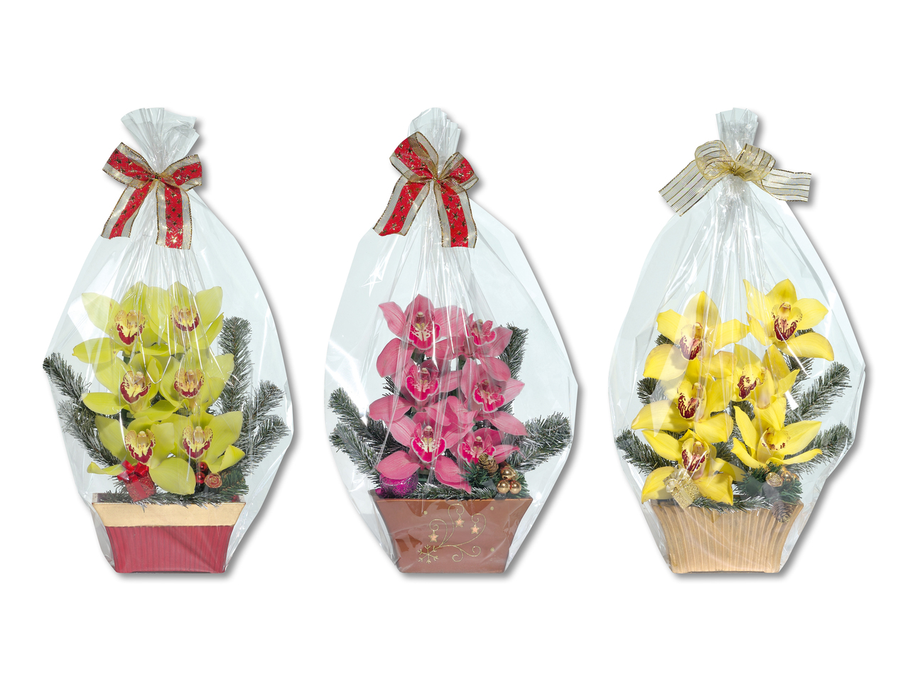 Orchidées de Noël, 6 fleurs