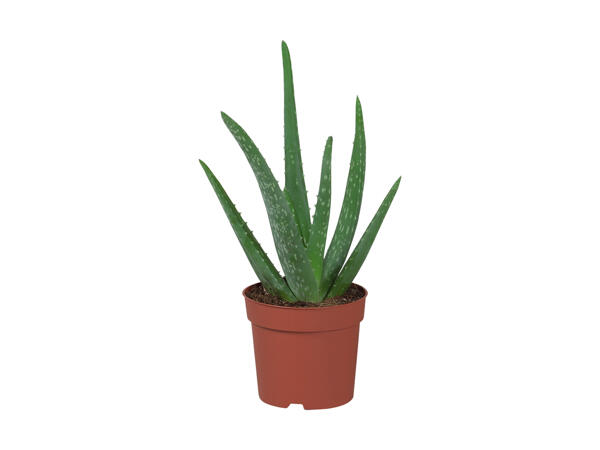 Aloe vera