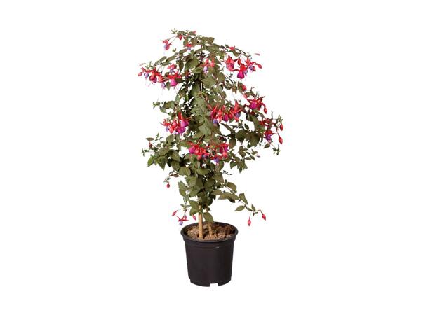 Opstammet fuchsia