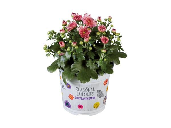 Krysantemum "Multiflora"