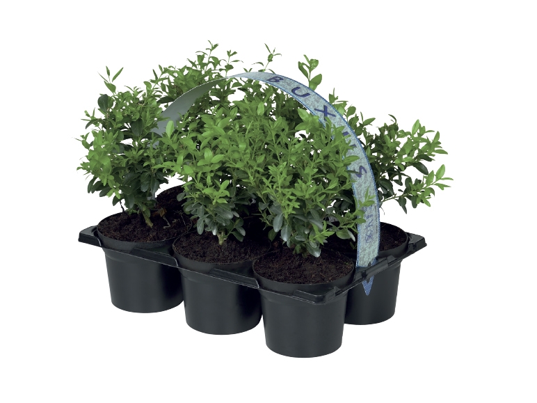 Box Hedging