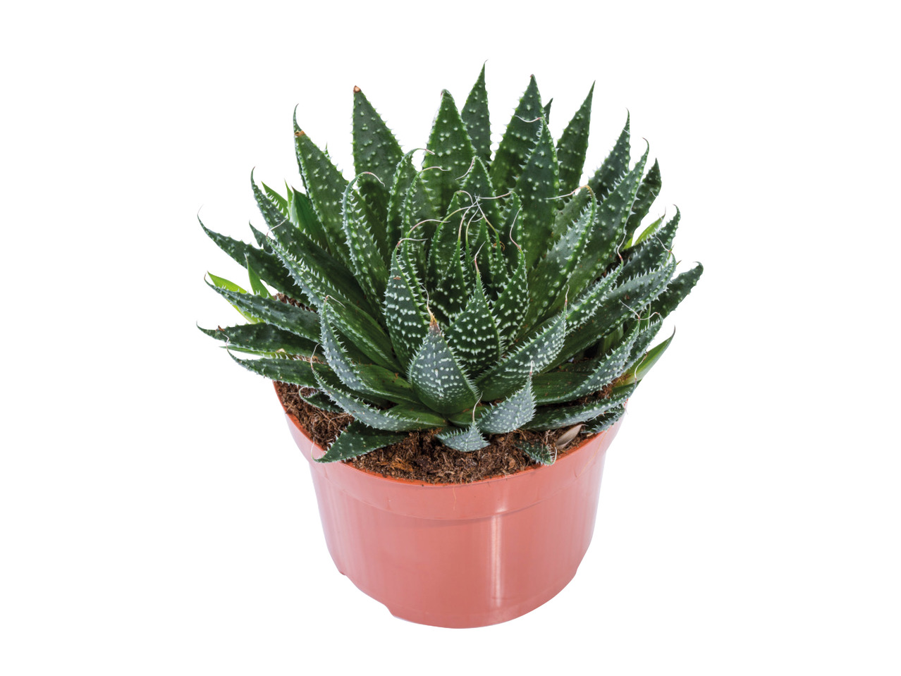 Assorted Succulents1