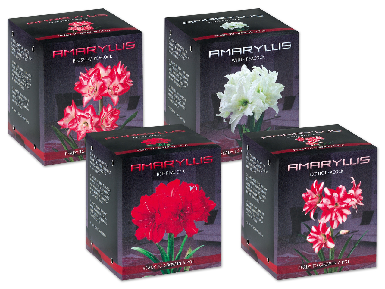 Amaryllis-Zwiebel