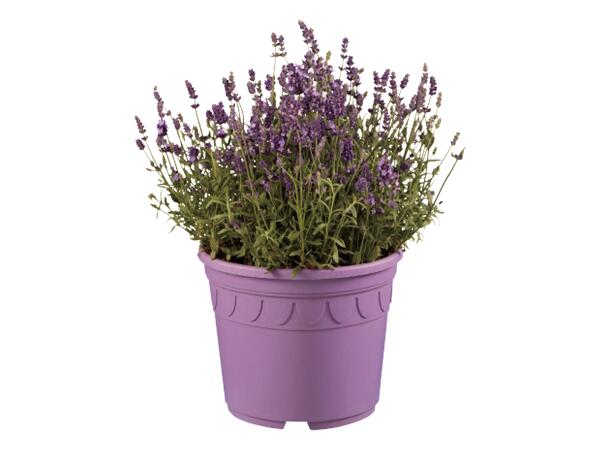 Lavendel