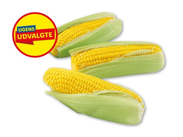 Kogte majs