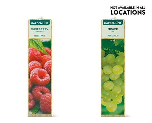 Gardenline Berry Bush Assorted Varieties