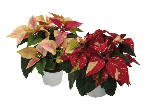 Poinsettia