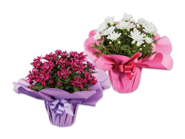 Chrysantheme „Elle Fleur" in Muttertagsverpackung
