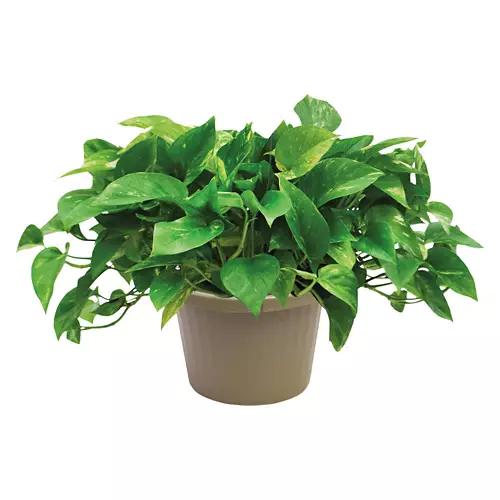 8" Foliage Plant - Assorted Varieties
