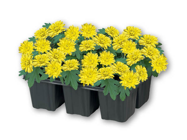 Chrysanthemum i 6'er bakke