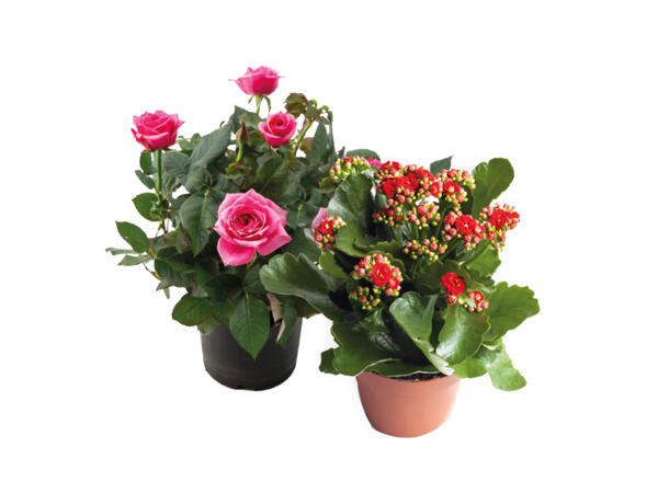 Mix of flowering plants
