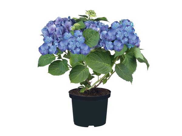 Garden Hydrangea