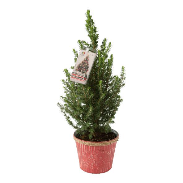 Petit sapin de Noël illuminé