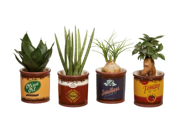 Succulents in Retro Pot