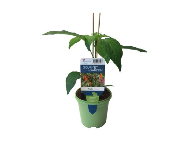 Agurke-, tomat- eller peberplante
