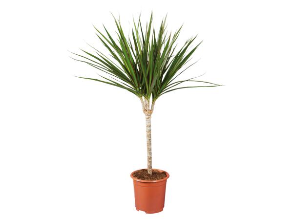Green Plants