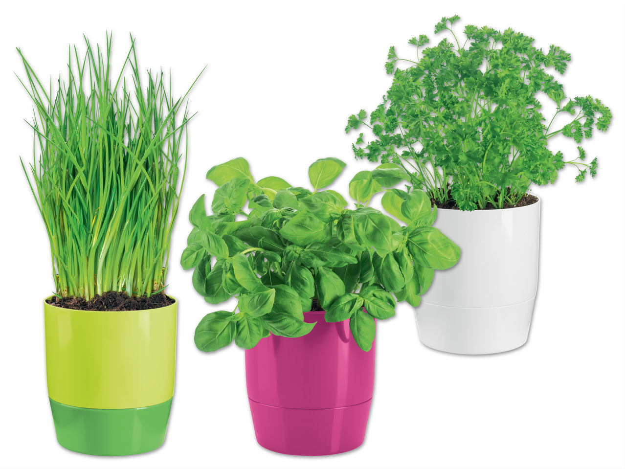 FLORABEST(R) Kräutertopf