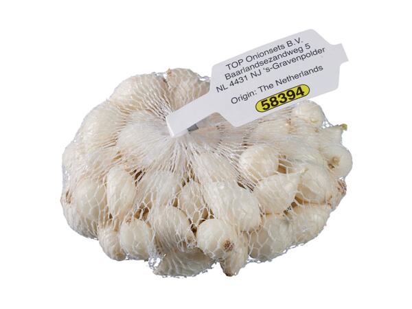 Onion Bulbs