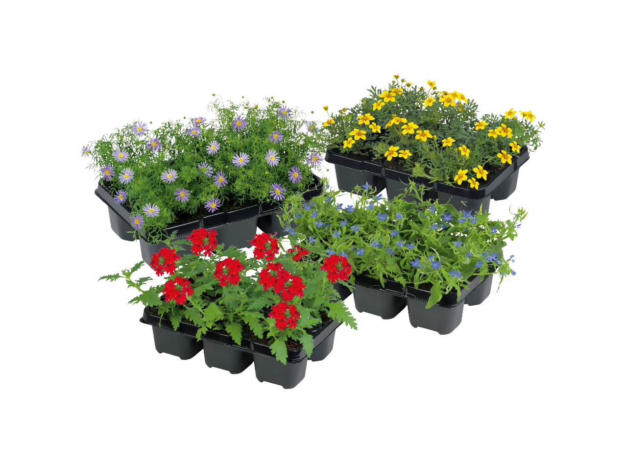 SOMMARBLOMMOR 6-PACK