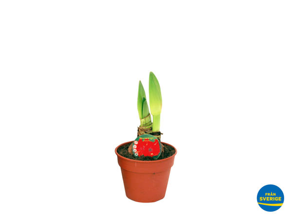 Svensk jumbo Amaryllis