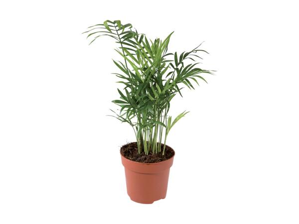 Indoor Plant Selection