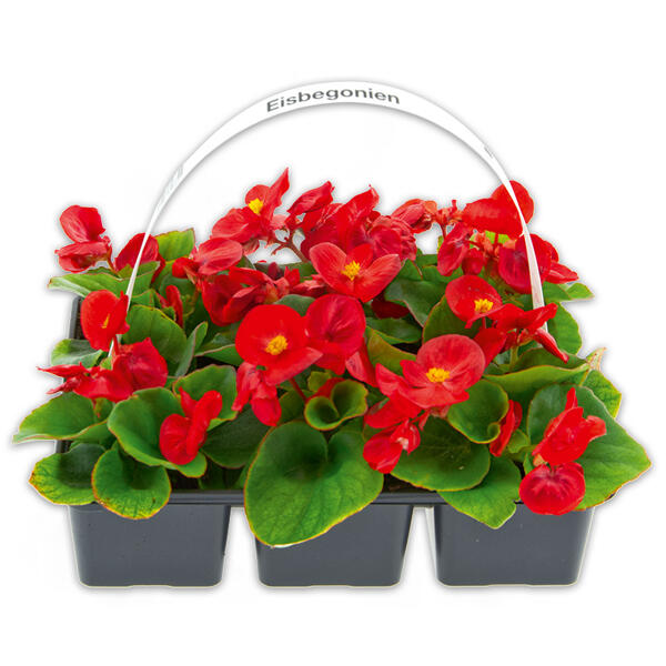 Eisbegonien "Semperflorens"