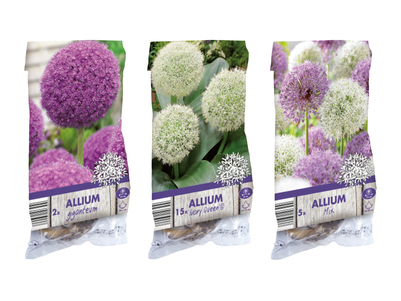 Alliumlökar1