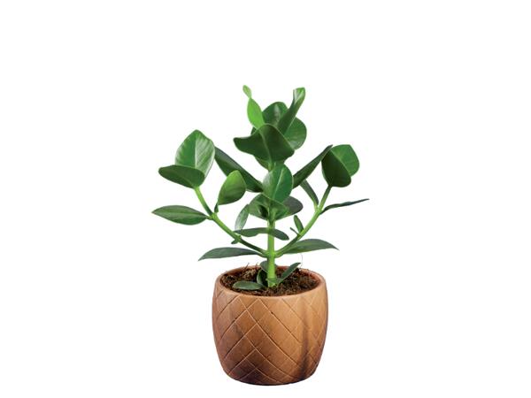 Greenplants