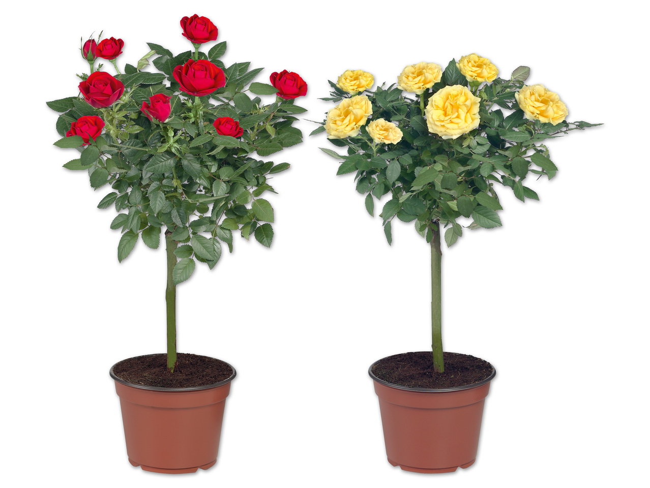 Rosenstamm