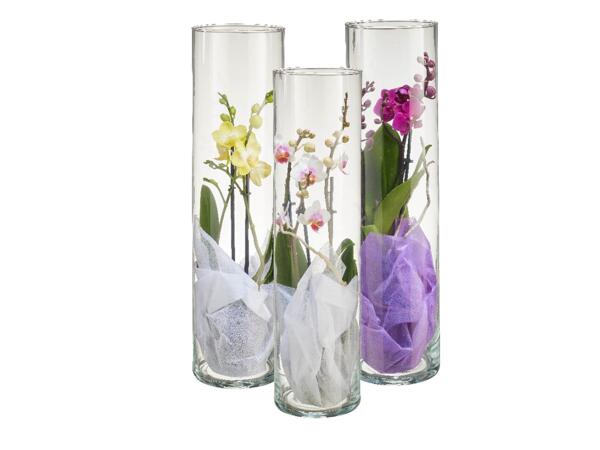 Phalaenopsis 2 stems