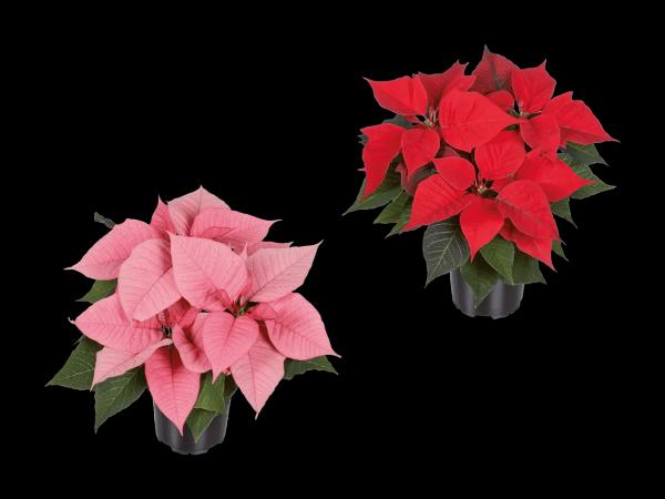 Weihnachtsstern Mehrtrieber