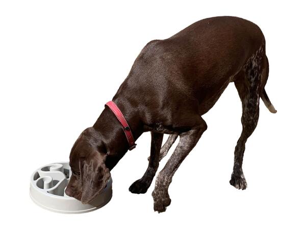 Rosewood Options Pet Treat Puzzle Bowls