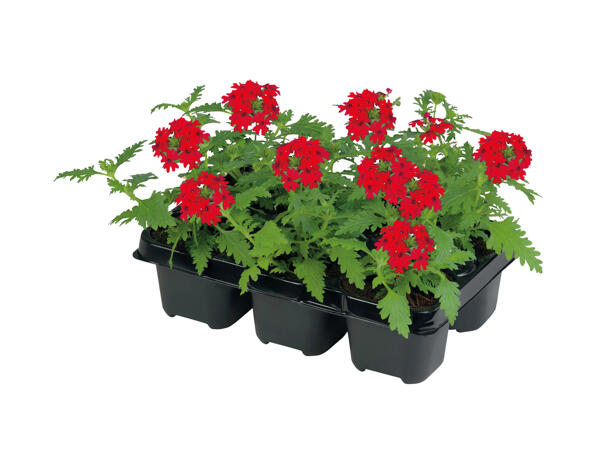 Bedding and Balcony Plants