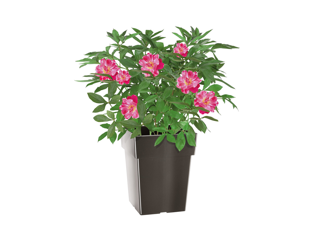 Florabest Plant Pot1