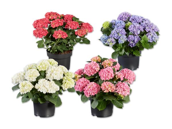 Gartenhortensie (Ball- oder Tellerhortensie)