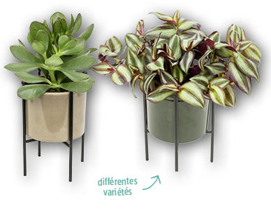 Plante verte